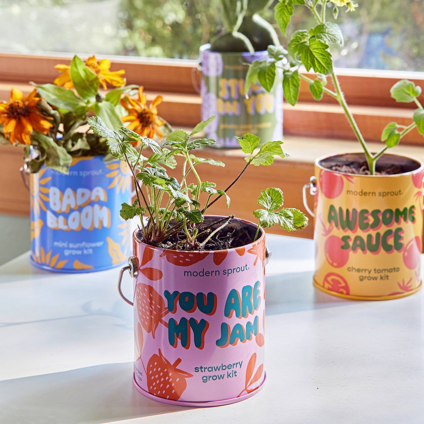 Color Grow Kit